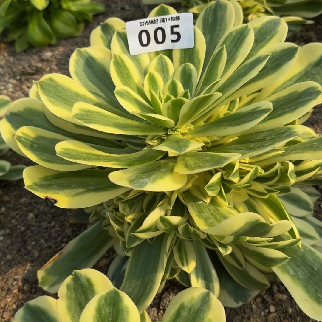 005迈巴赫。多肉植物