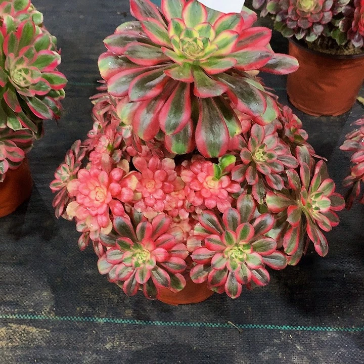 法师初恋980000000