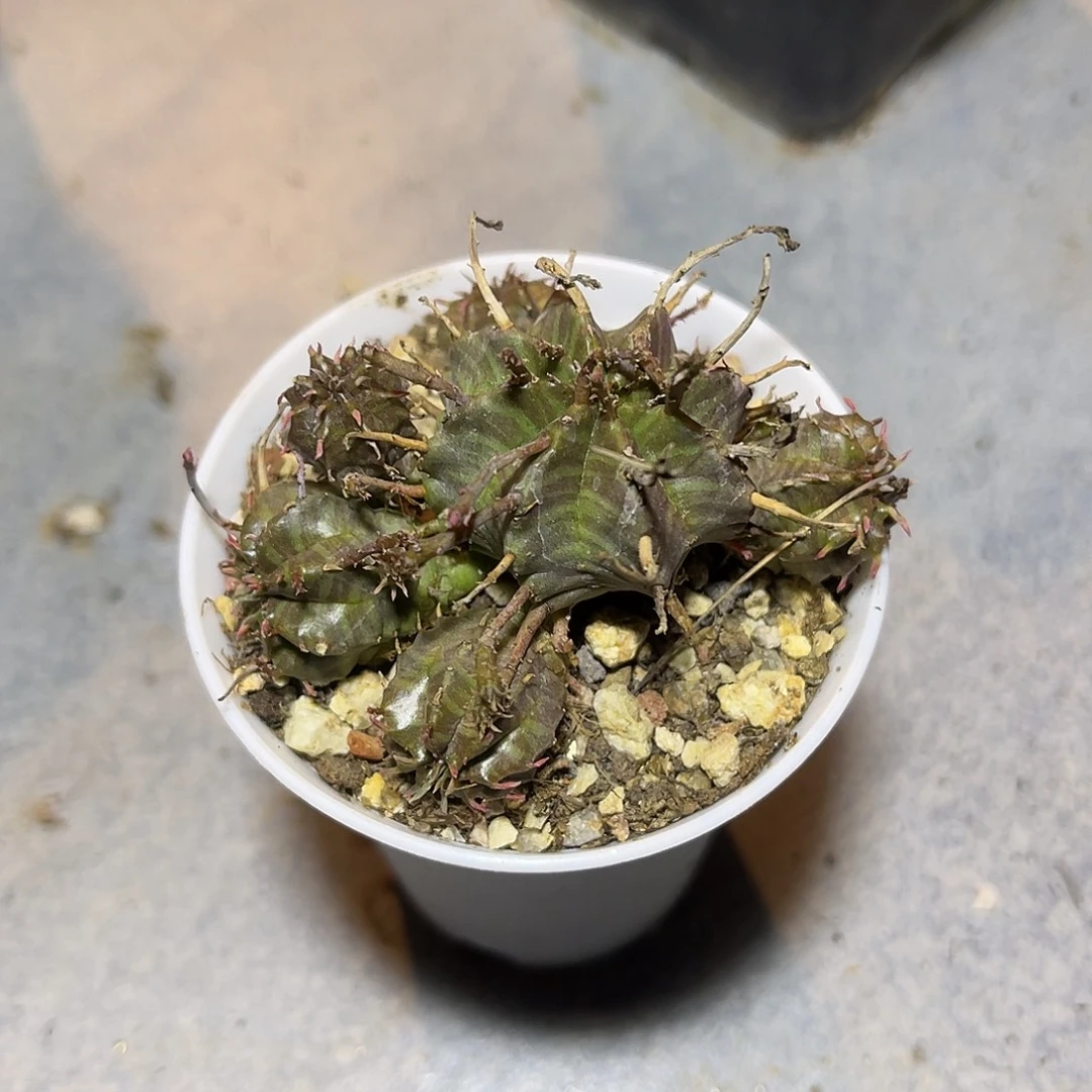 法利达大群一物一拍