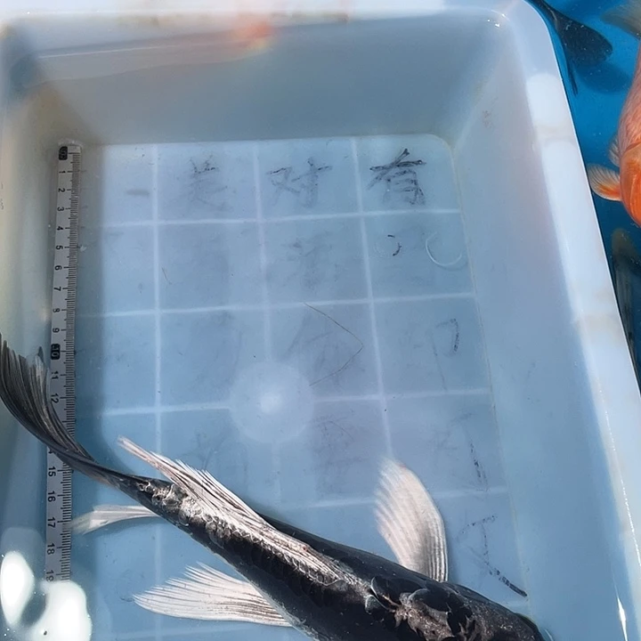 蝴蝶鲤鱼渔场直发88