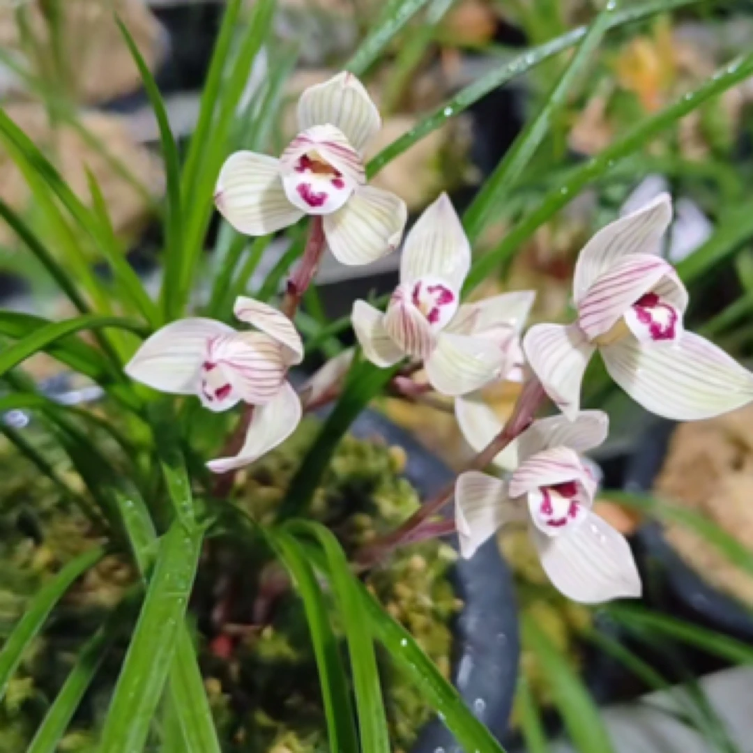 莲瓣兰浓香型花卉绿植室内盆栽好养易花