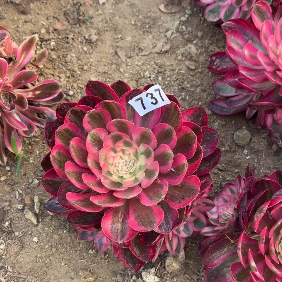 737青城多肉不包损