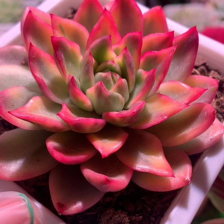 玫瑰东云锦，锦哥多肉