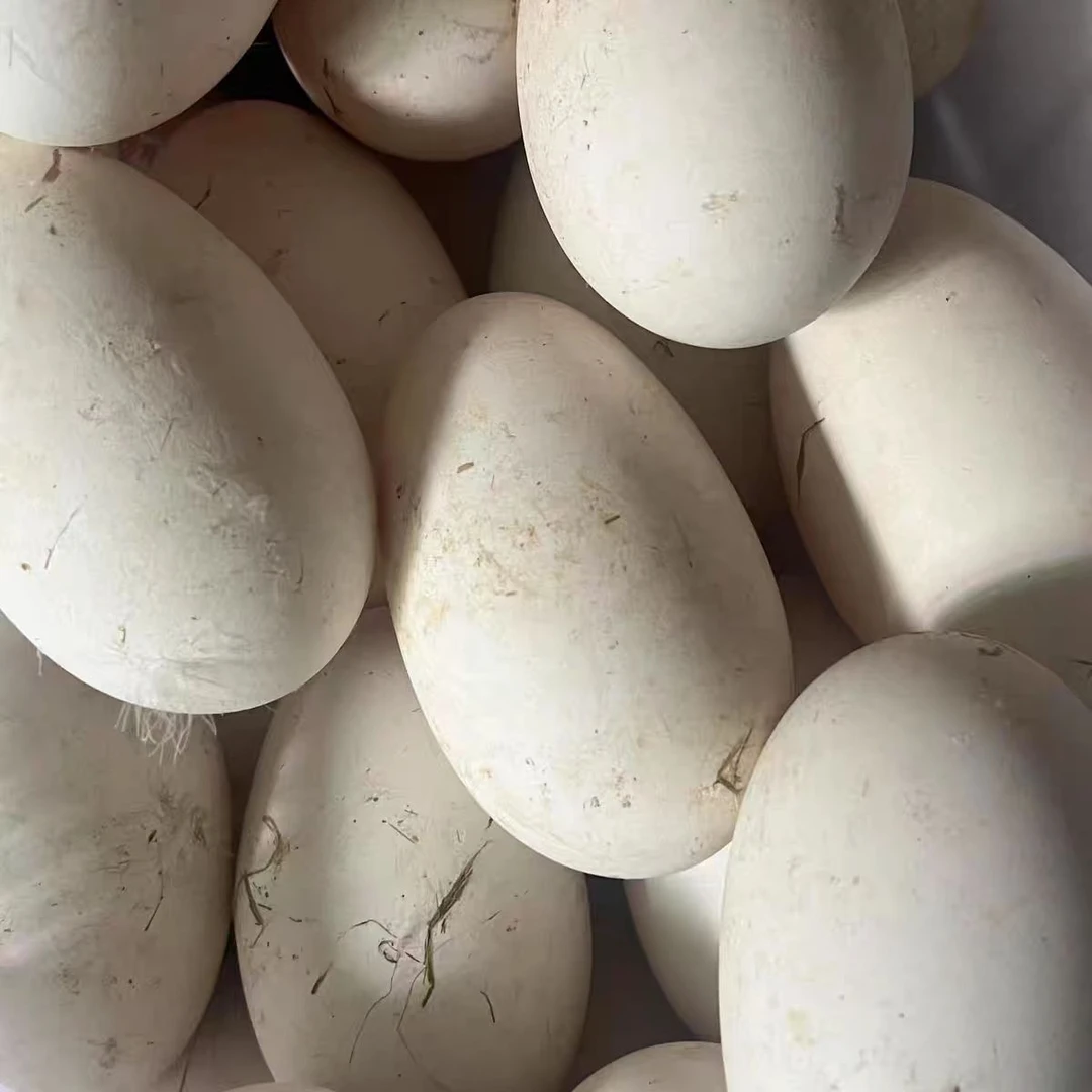 能代家散养鹅蛋12个