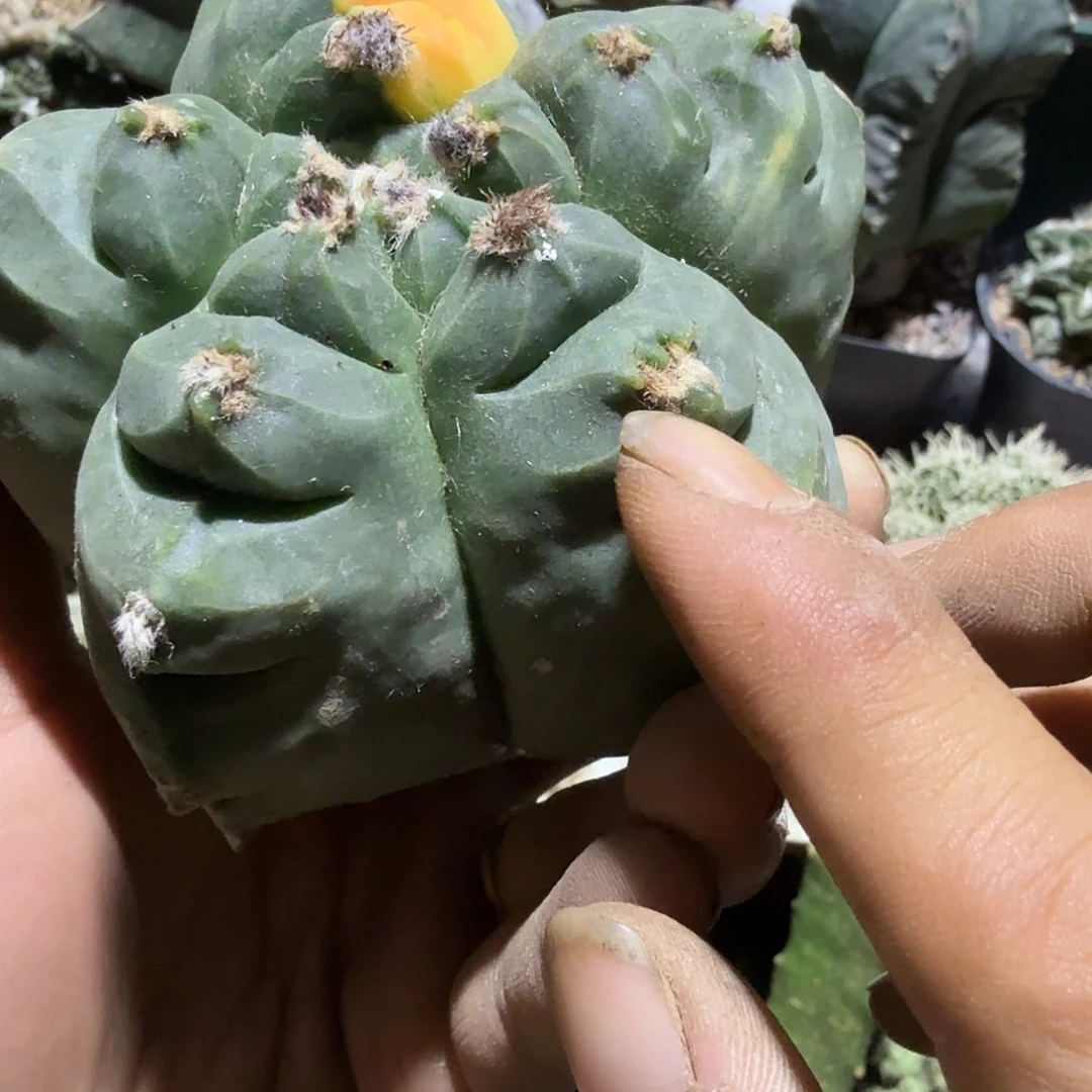 龟甲鸾凤玉仙人球开花