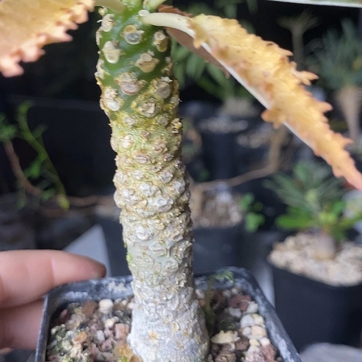 霍五德琉桑多肉植物