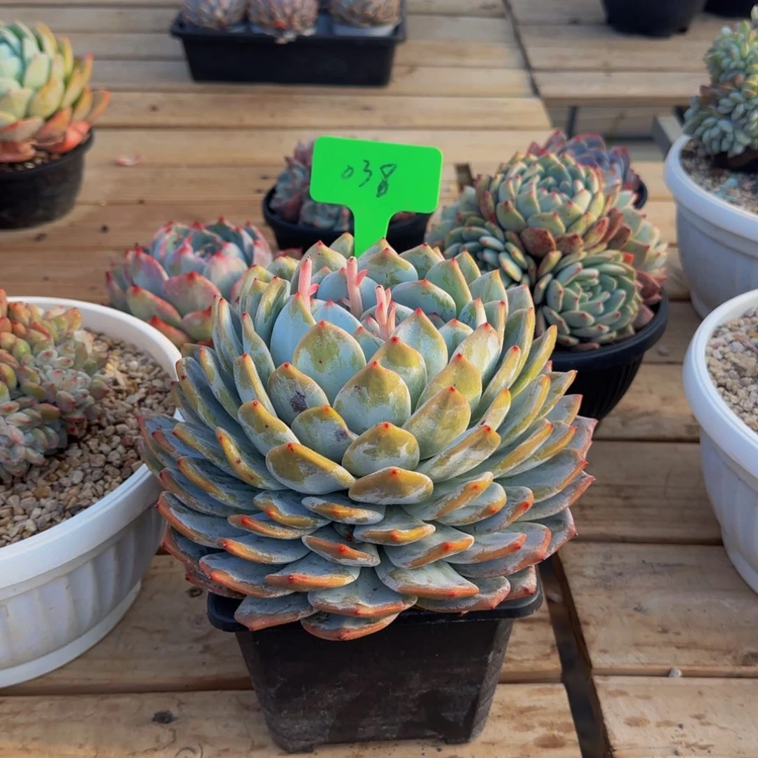 组合套餐编号38号