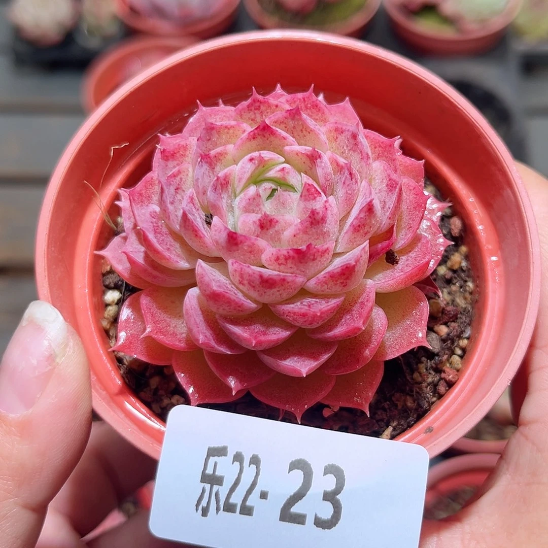 乐22-23朱砂痣单头，