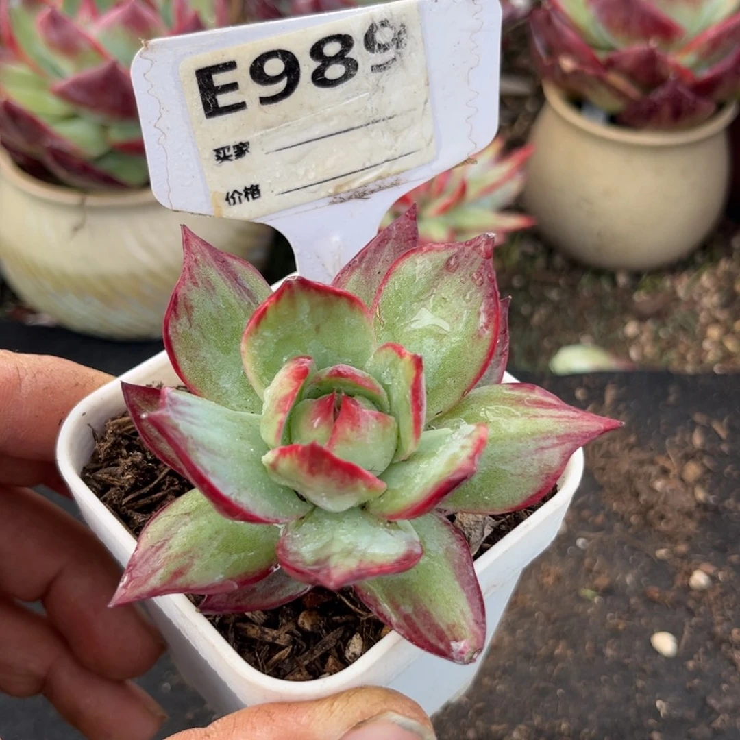 惊鸿一瞥多肉植物989