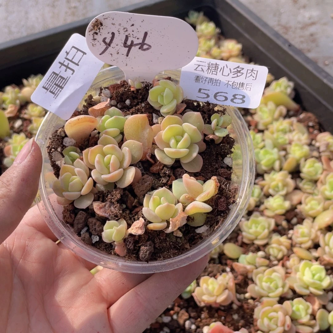 云糖心多肉植物568