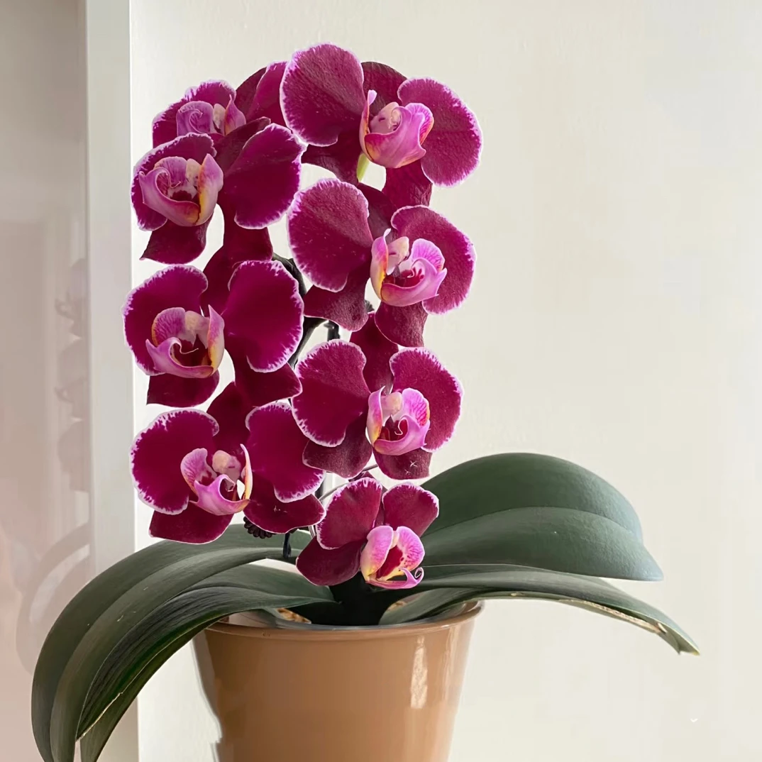 3个花剑起  欧品 【蒙彼利埃】蝴蝶兰黑色系 3.0杯丝绒质感