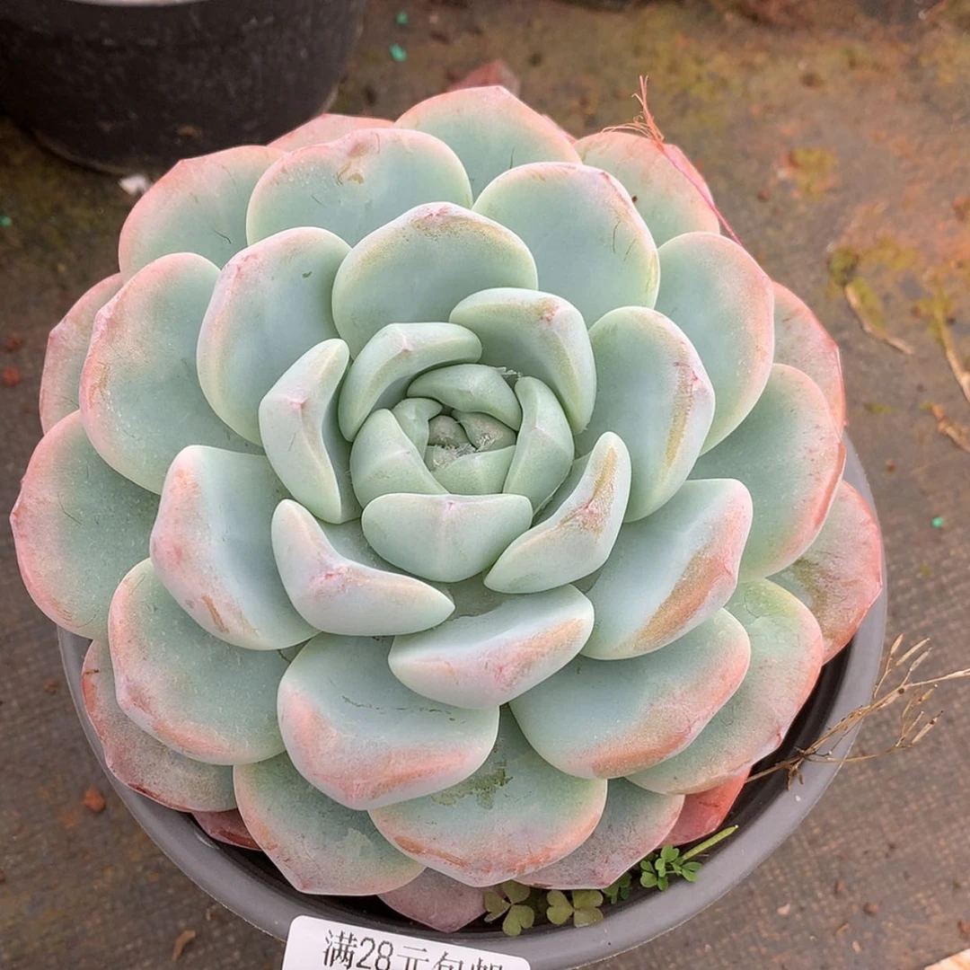 【闪购商品】云170号