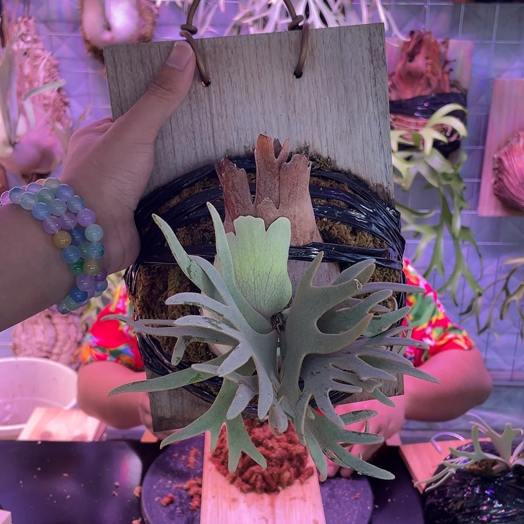 完全开放玉女一棵鹿角厥