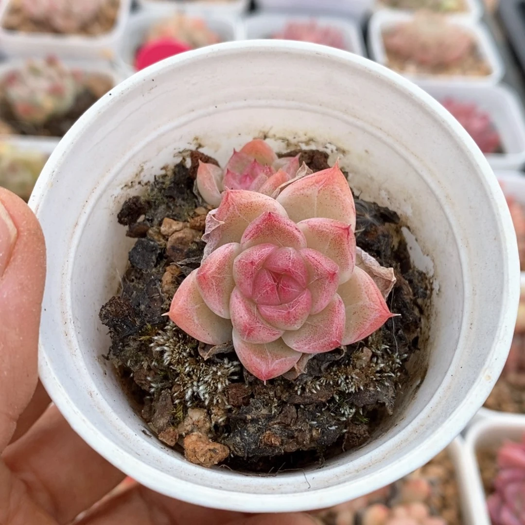 精品多肉一物一拍85