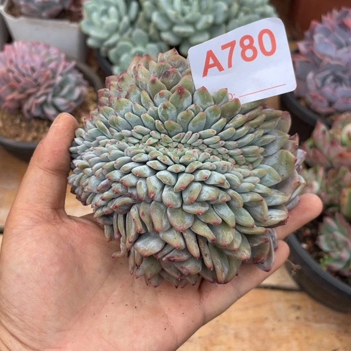 hhhhhhhhh780哈哈哈哈