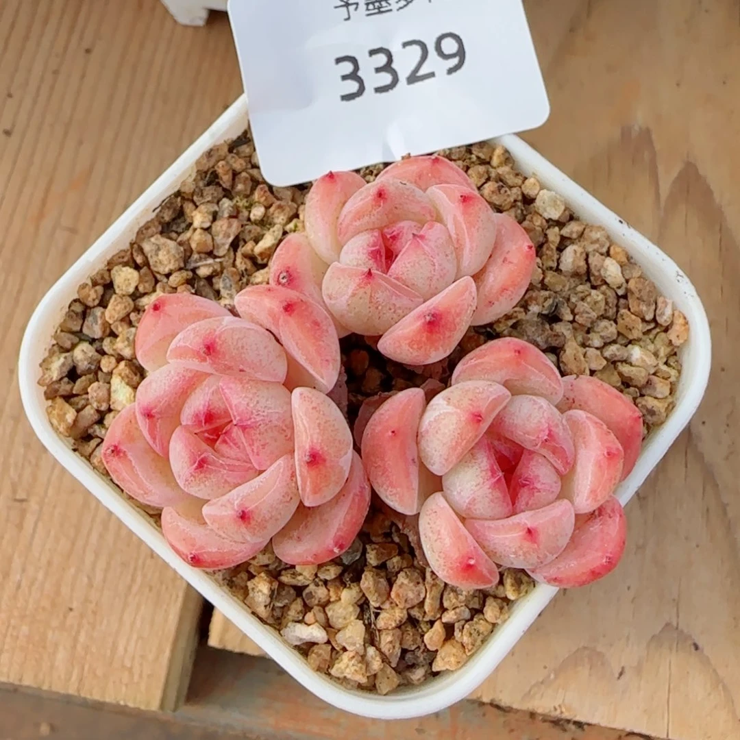 森林枚果，3329多肉植物