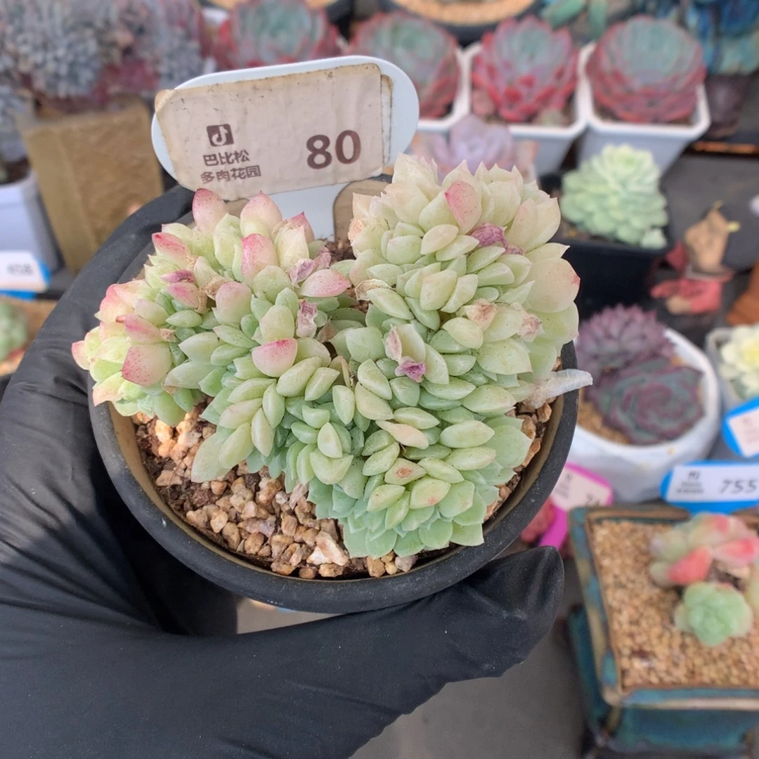 80 爱心型奶油美人缀多肉