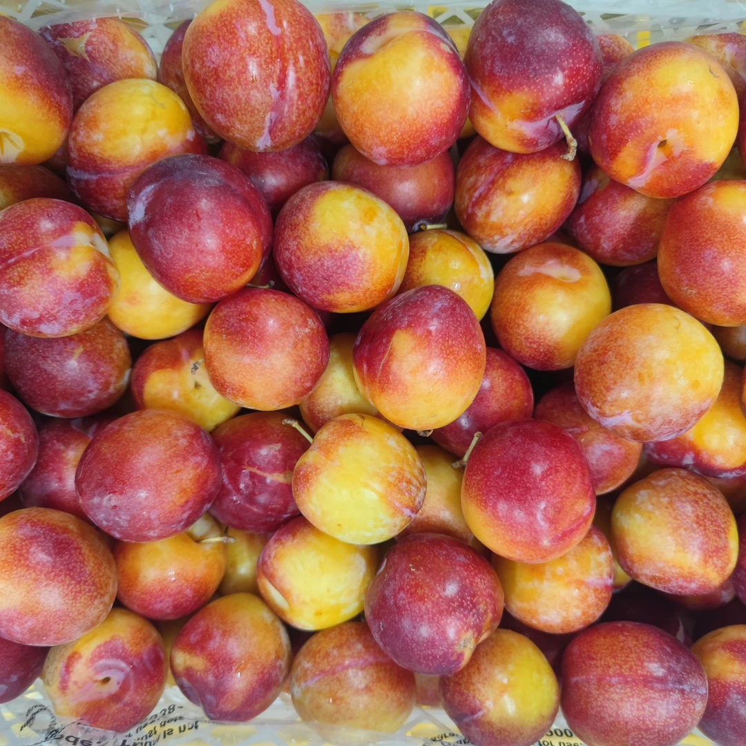 【散装】 新鲜的糖果李 净果3斤 仅大同市平城区云冈区可拍