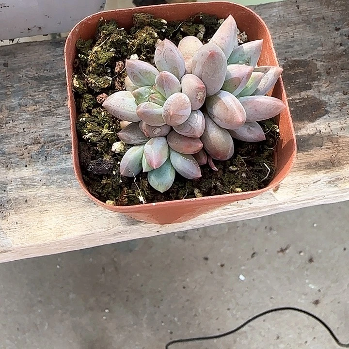 青蛙王子儿童牙膏111