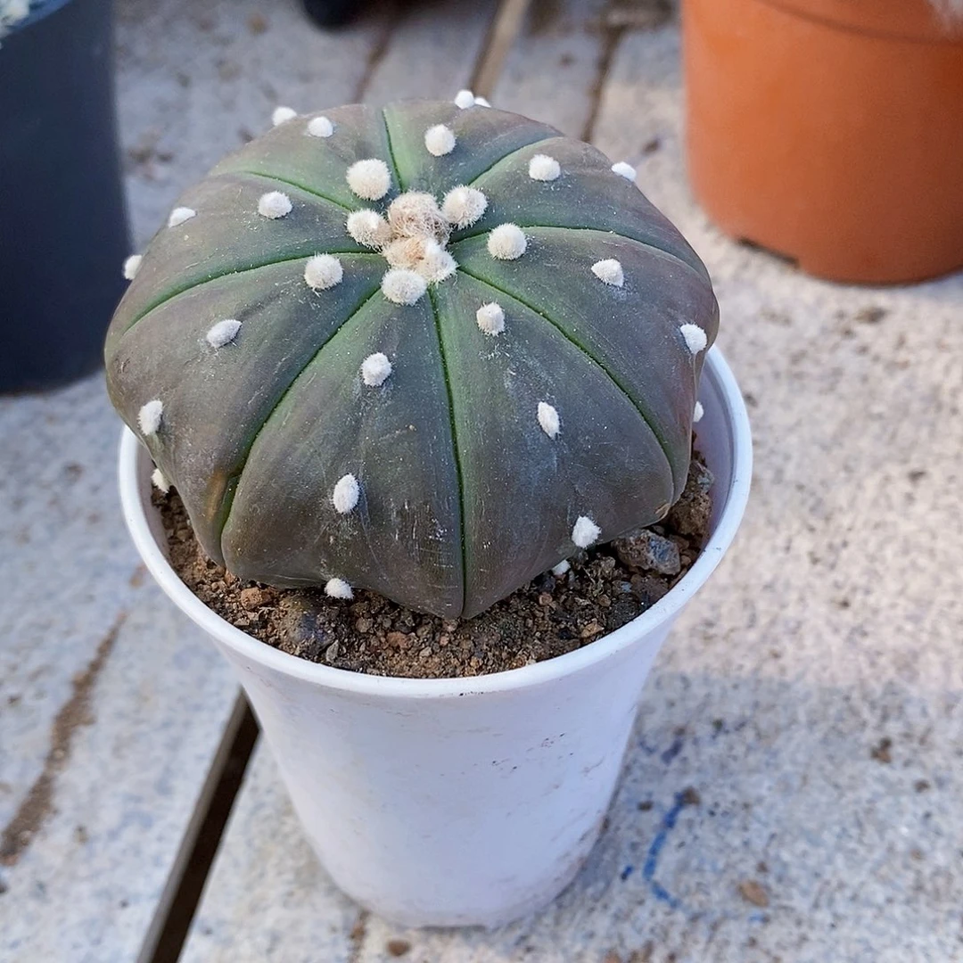 紫皮1111111111111个