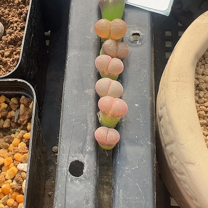 26-142量拍风铃一颗。多少