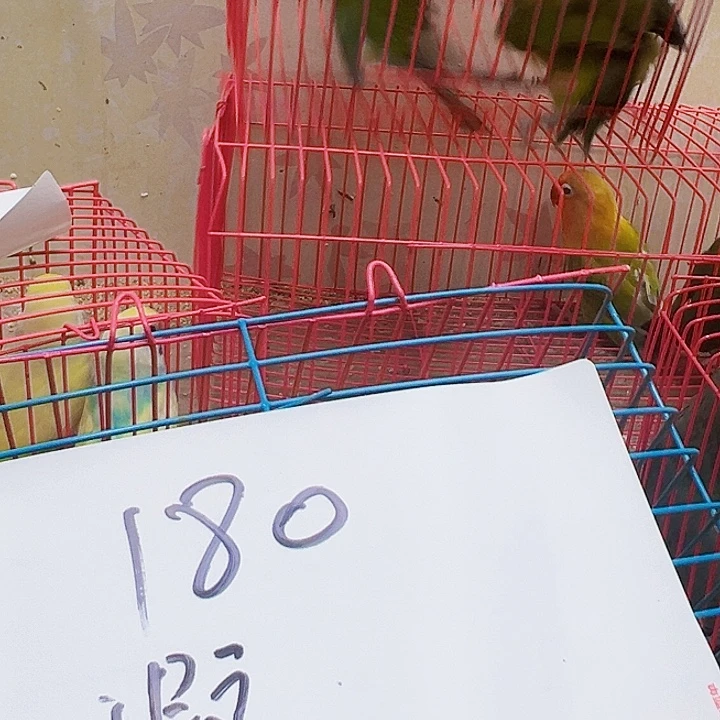 虎皮鹦鹉黄金丝瑕疵180