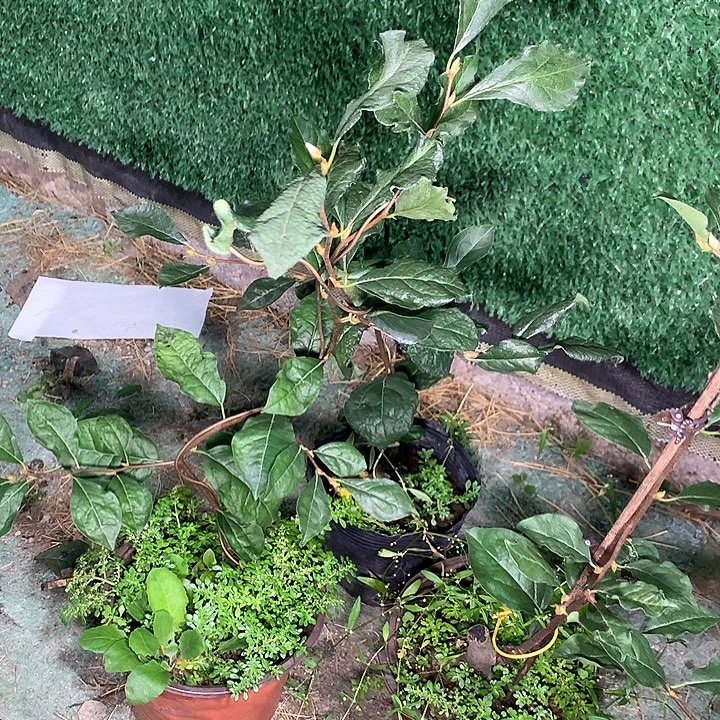 完全开放柿佑卫门38.8