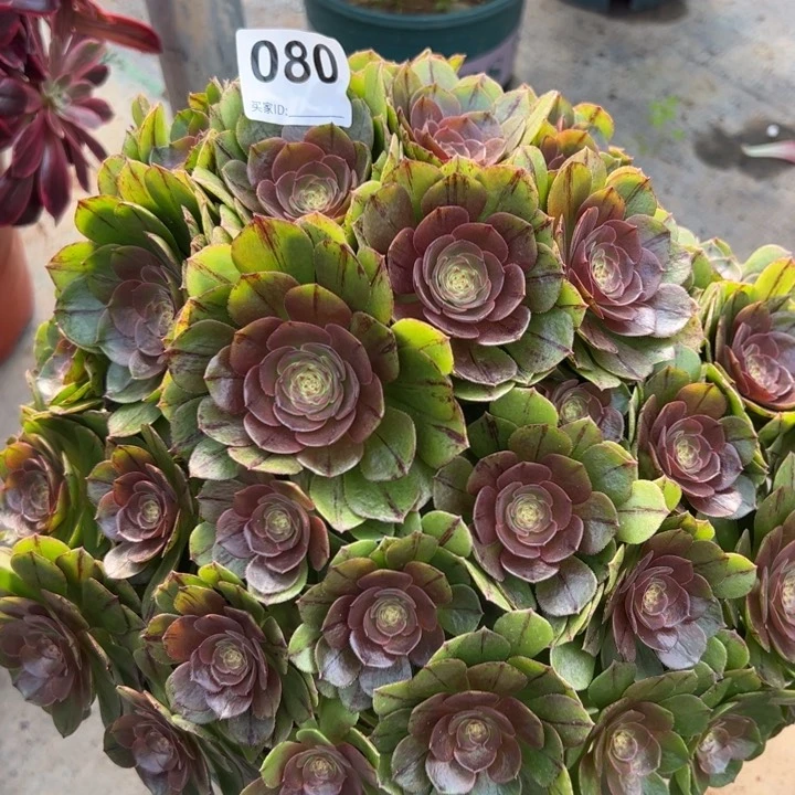 080万拉丝朵朵32厘米左右