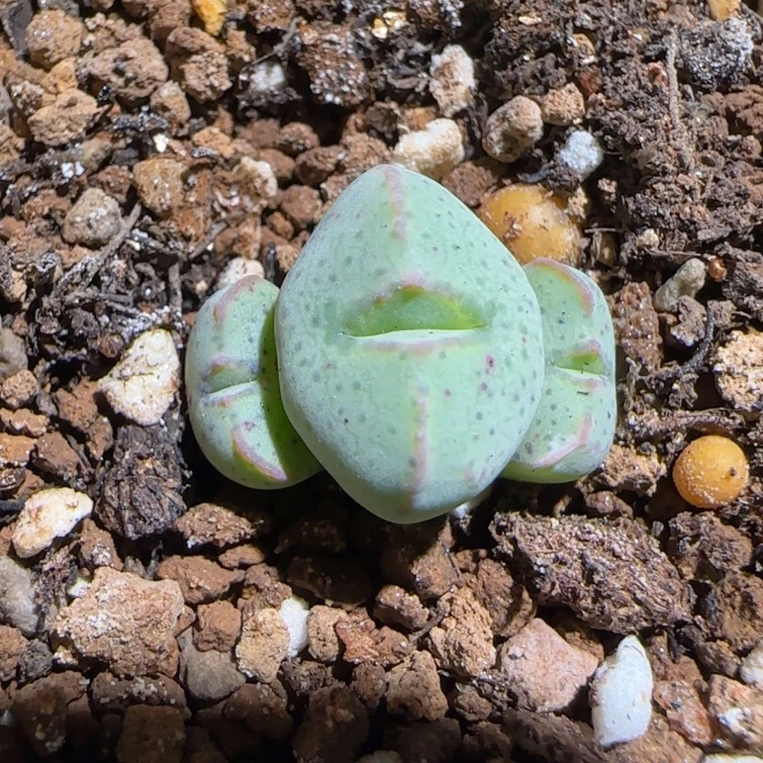 肉锥多肉植物组合-sb2035、1657