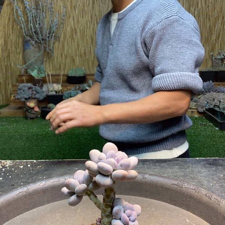 三***熊135 号橙雪球多肉植物