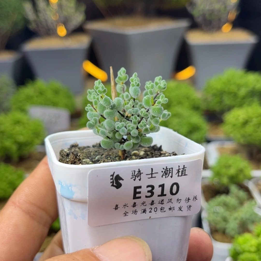 310实生优选白体莱斯