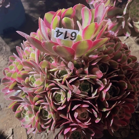 s*j多肉植物一个
