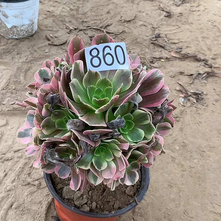 无花朵用****8860美杜莎多肉
