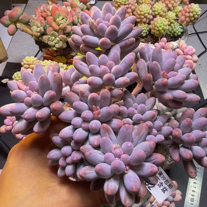 婴儿手指162/10cm多肉