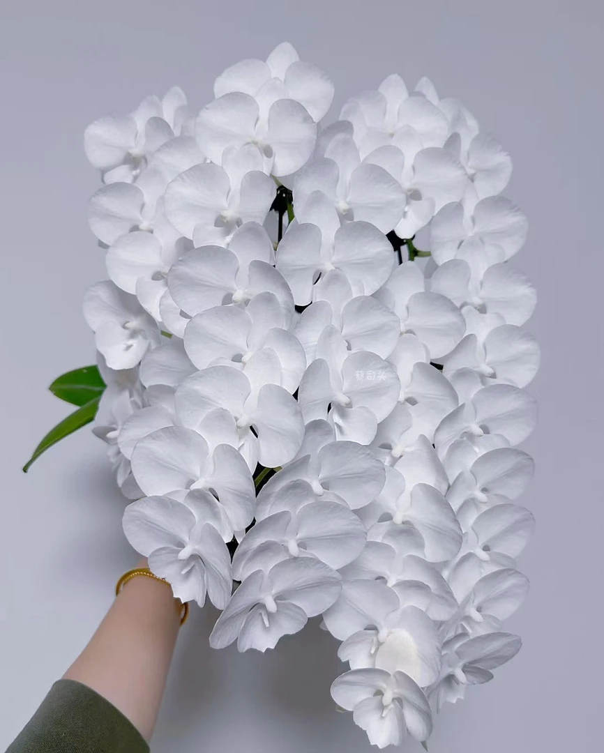 【白天鹅】蝴蝶兰白色系花卉盆景室内桌面小花基地直发