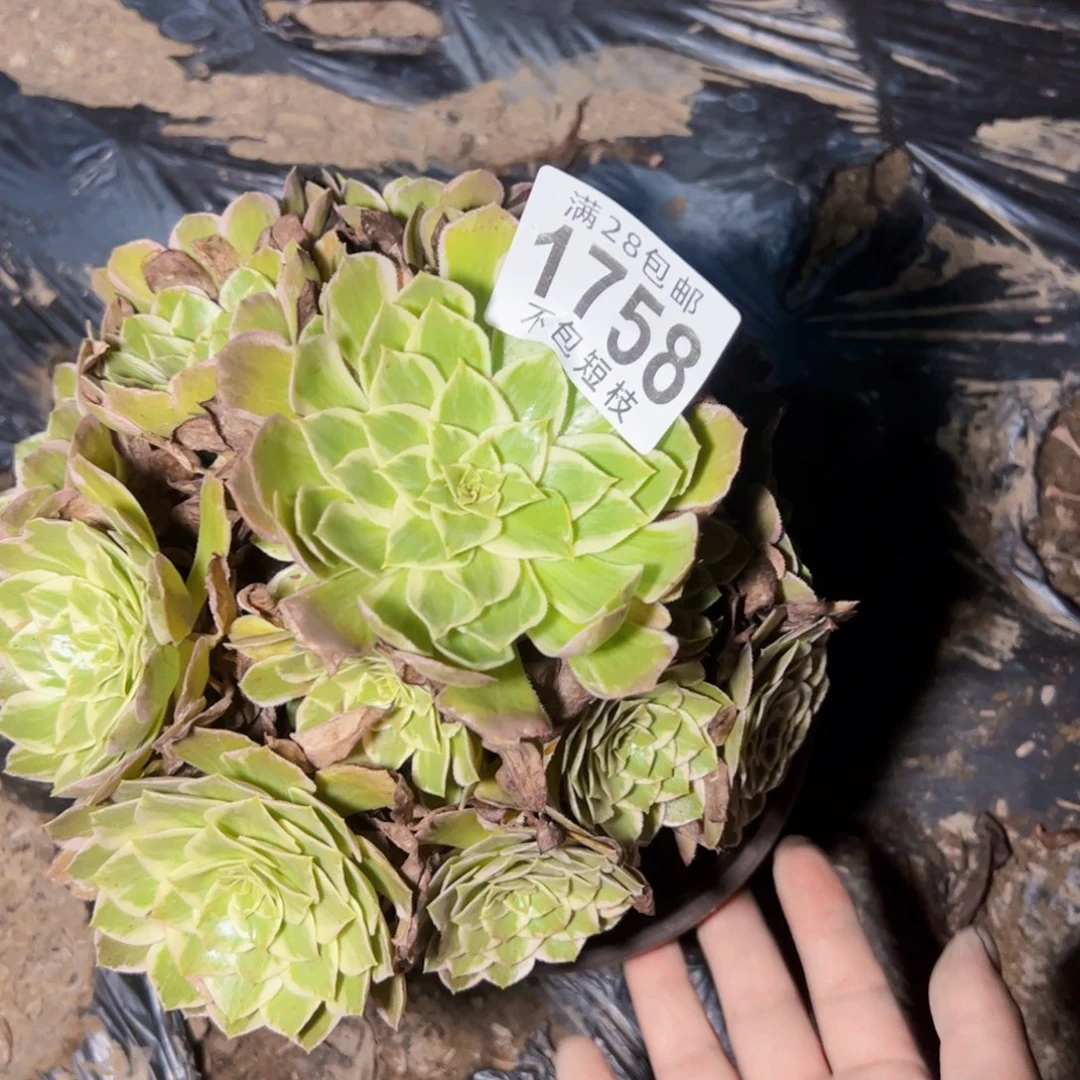 1758水蜜桃多肉植物法师