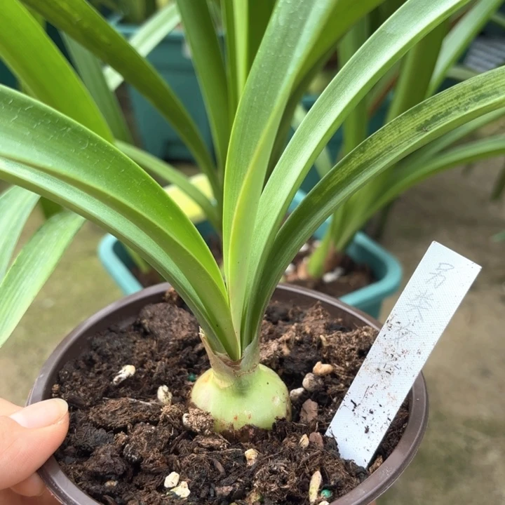 无花朵另类女孩3.2厘米