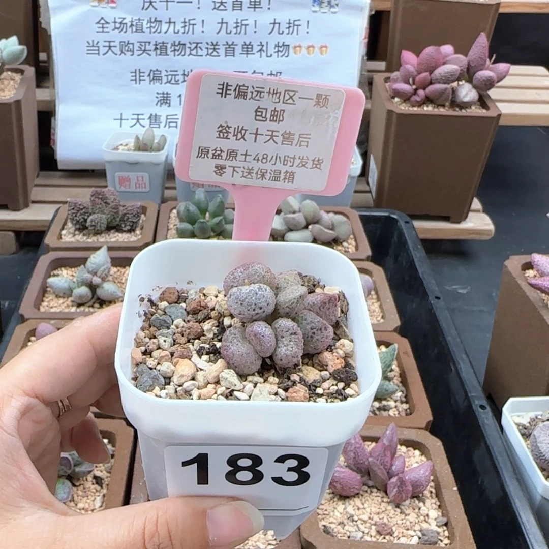 183冰晶蛇皮多肉植物