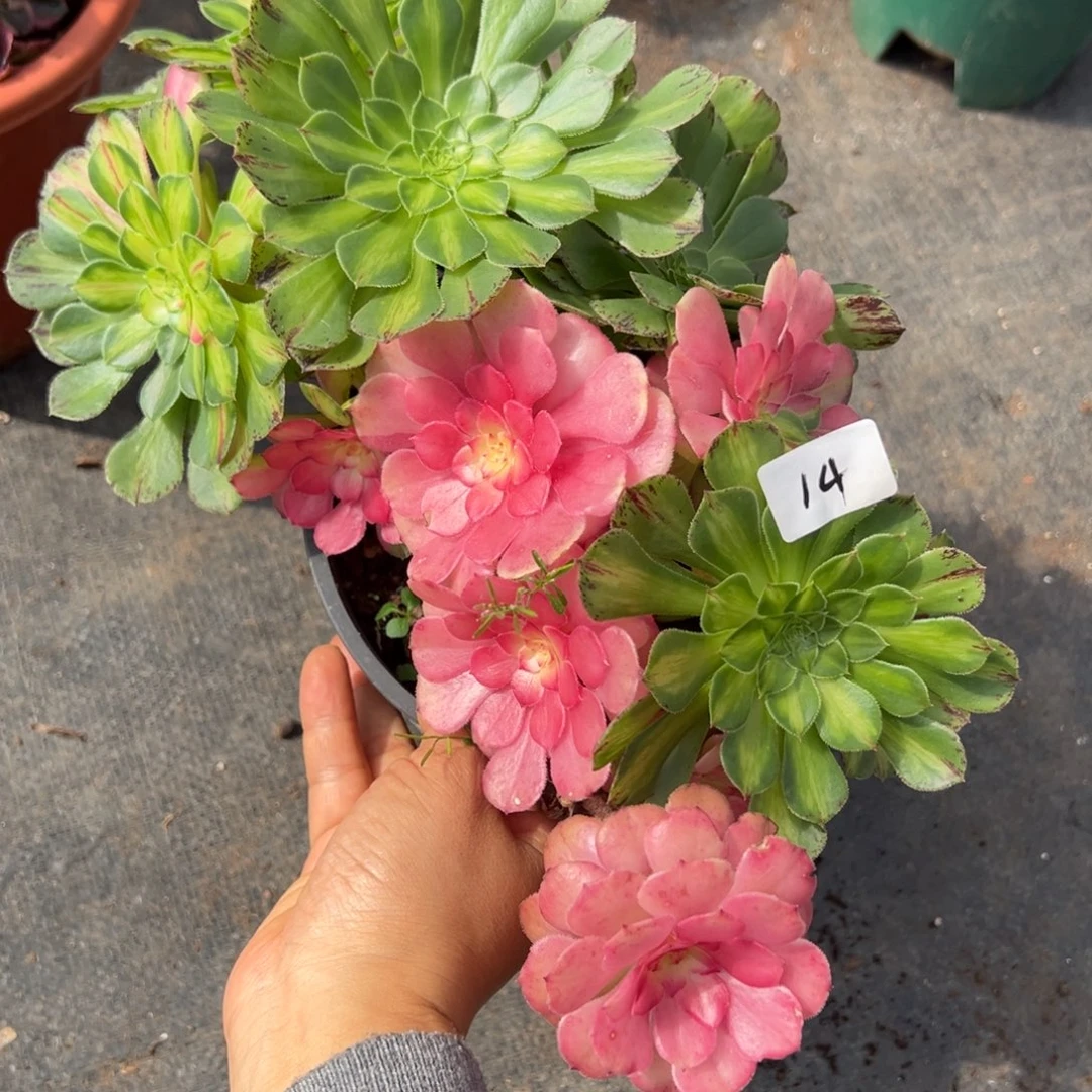 14知否砍头多肉植物