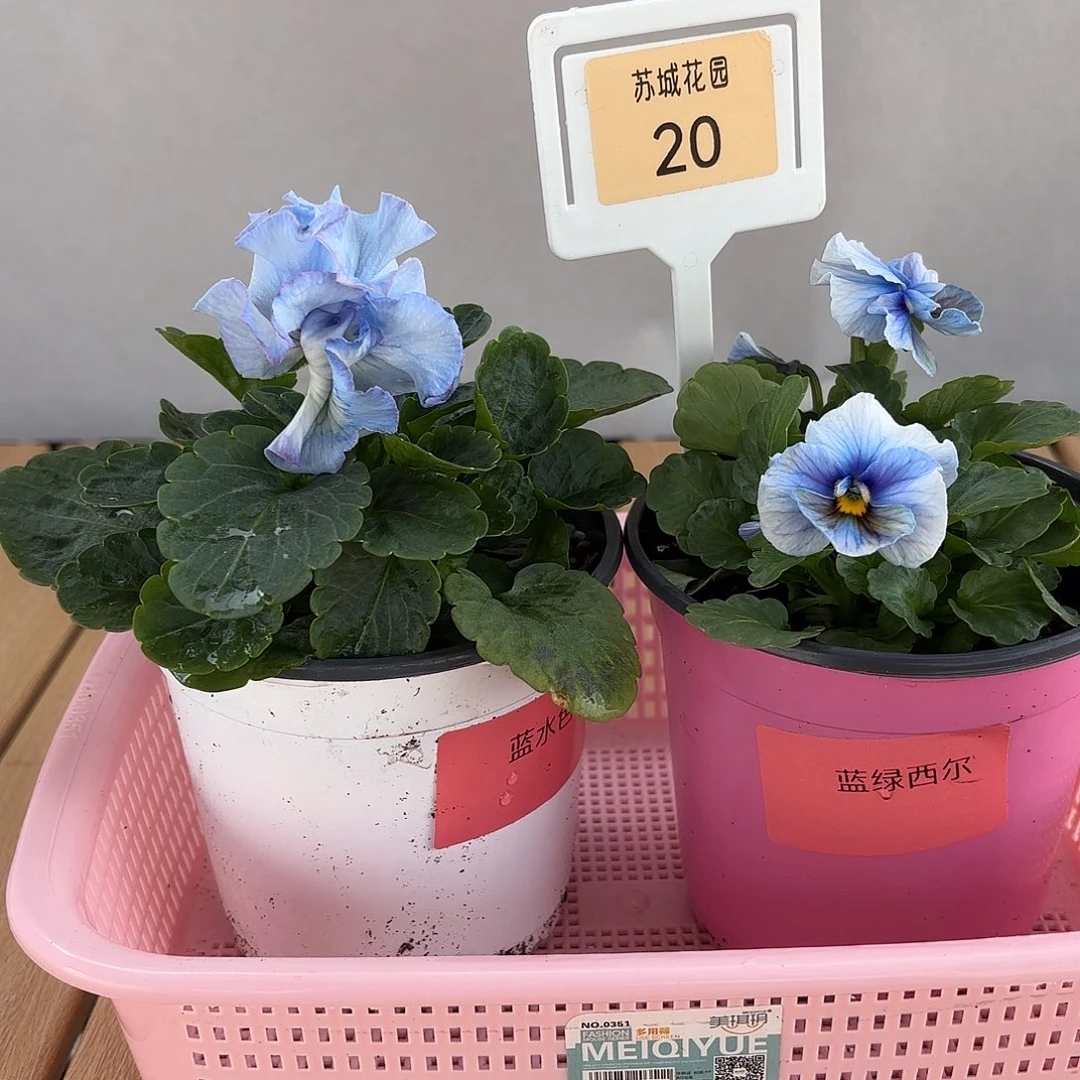 大部分开放少量花苞20