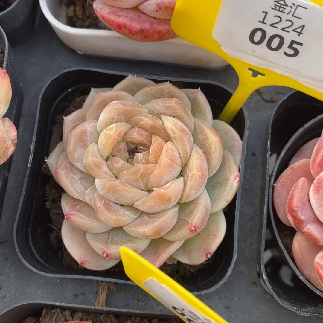 福利多多。1224005