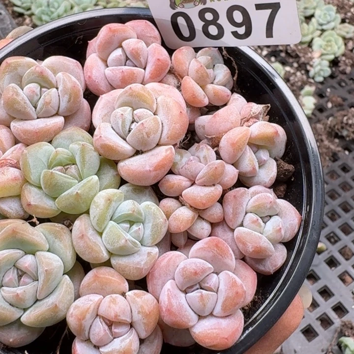 多肉植物多肉植物