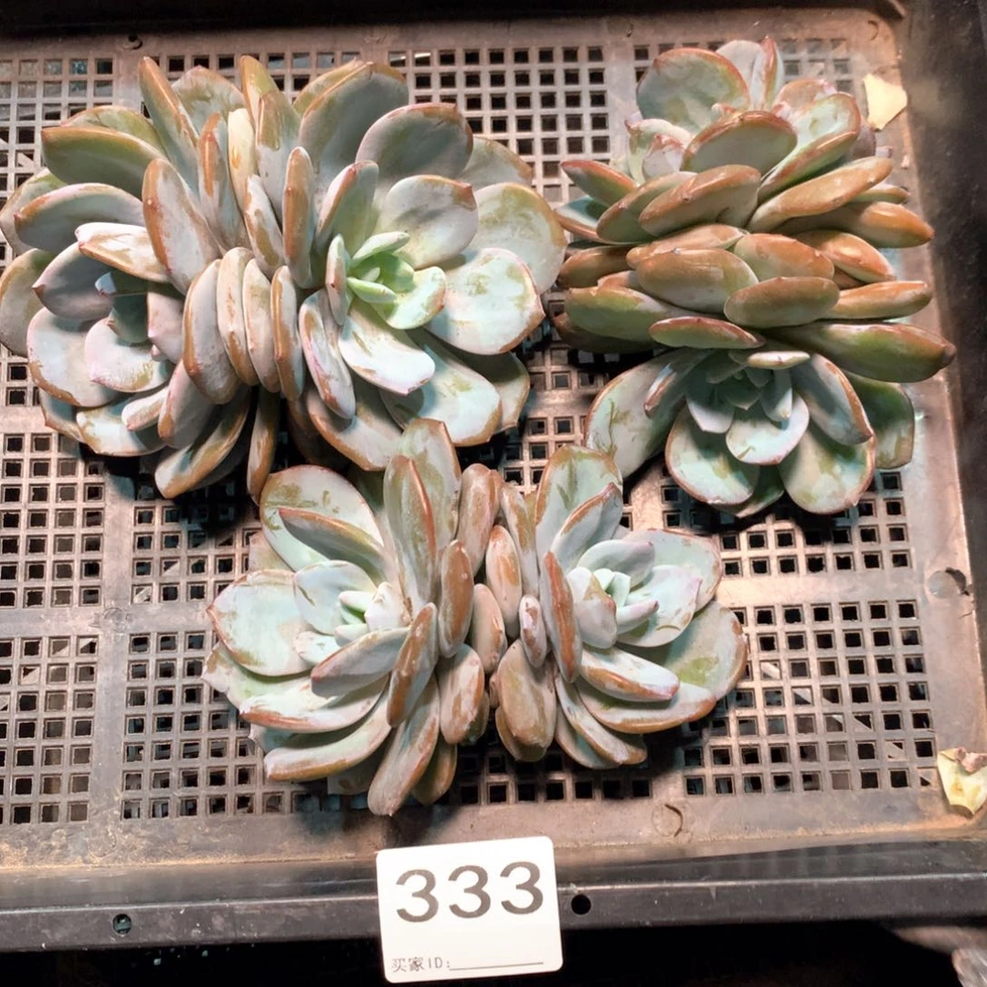 #333 不拍冷链不售后。