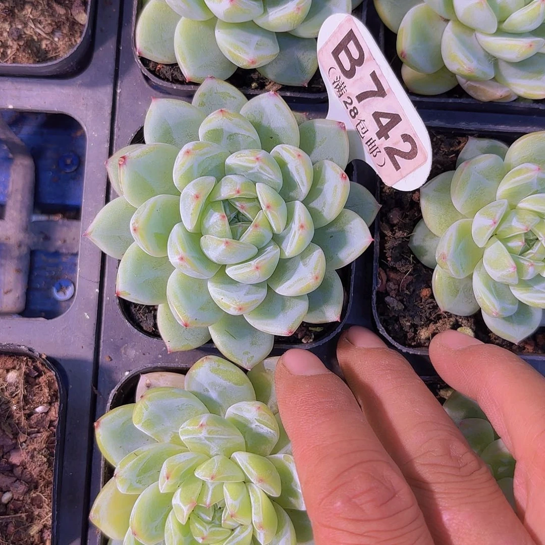 B743雪花珍妮一物一拍