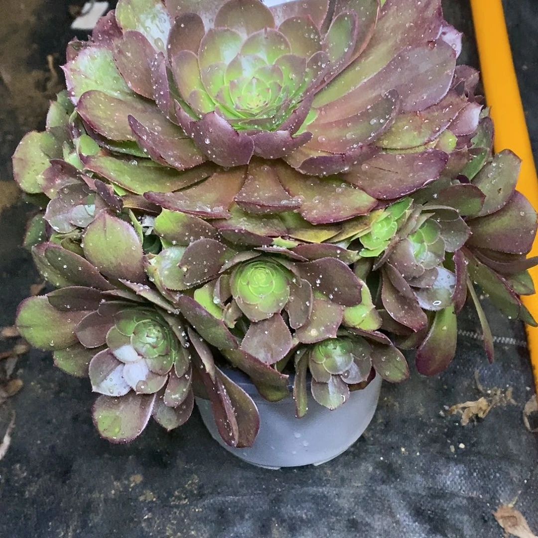 748万圣节沙拉碗多肉