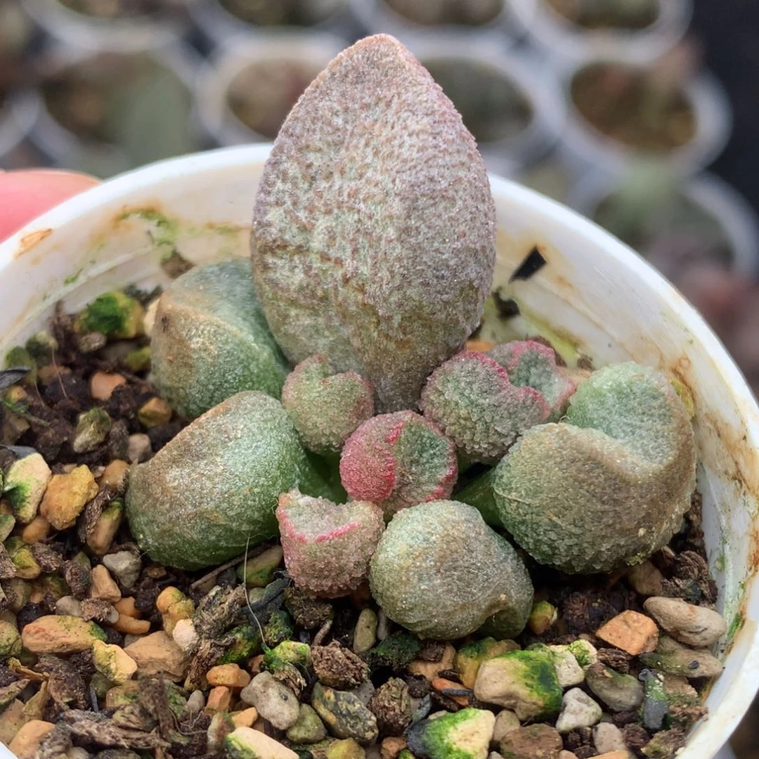 水蜜桃一物一拍两盆包邮