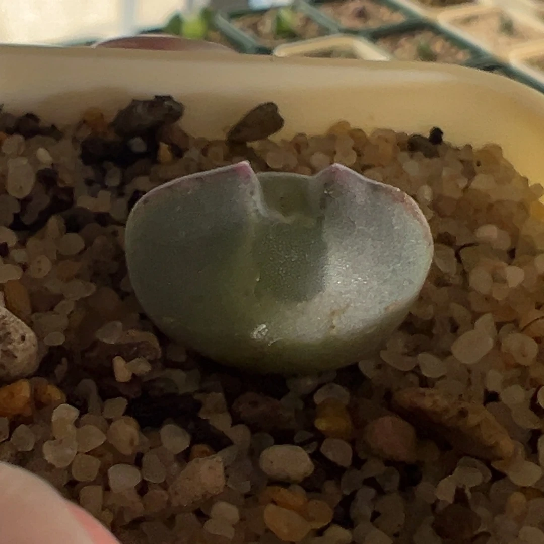 娜***ಥw540/青蛙3年大眼空蝉。 88折后价