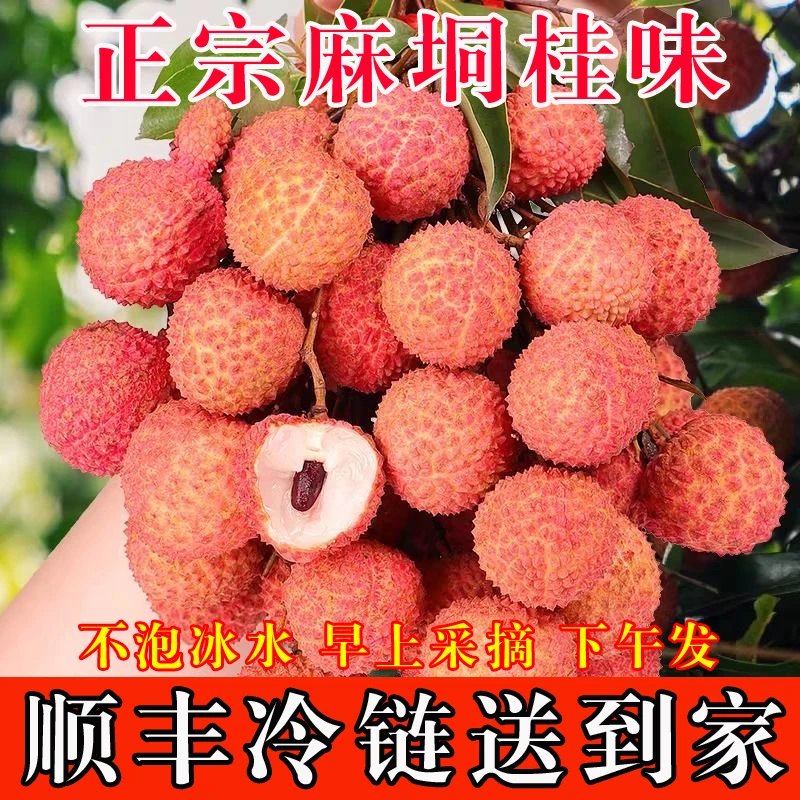 阿树专属[顺丰冷链]广西桂味荔枝新鲜现摘4斤/7斤净重带枝叶锁鲜