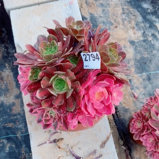 粉女巫2794多肉1111
