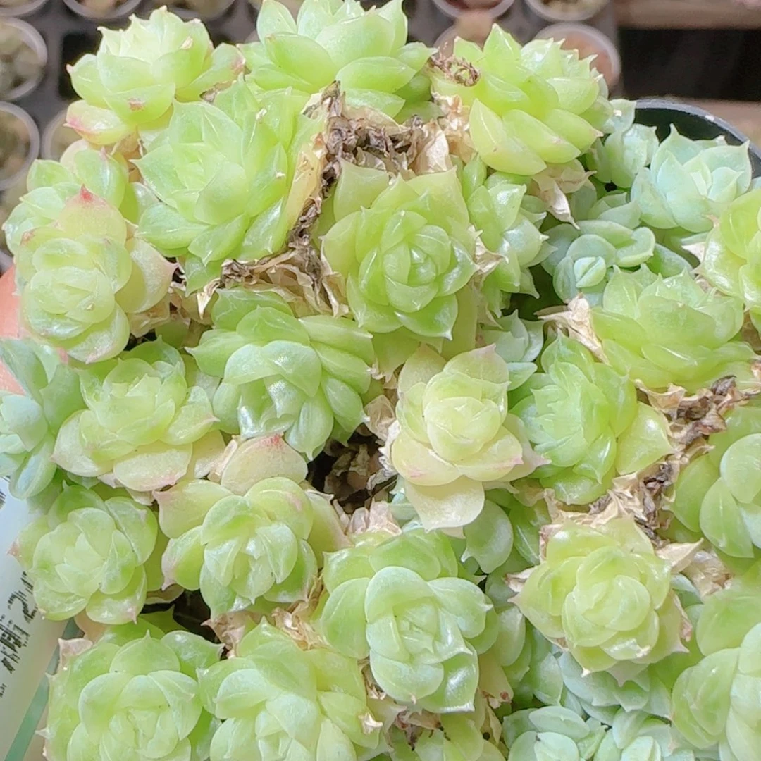 花语逸镜1115-185散